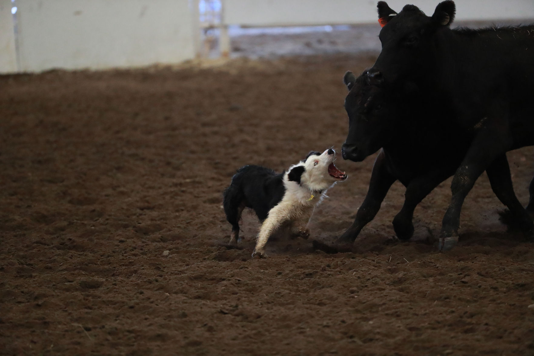 082819_StateFair0010_bjs.jpg